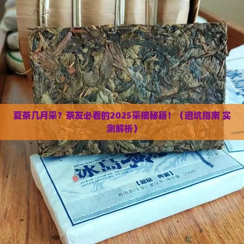 普洱茶夏茶几月份采摘的