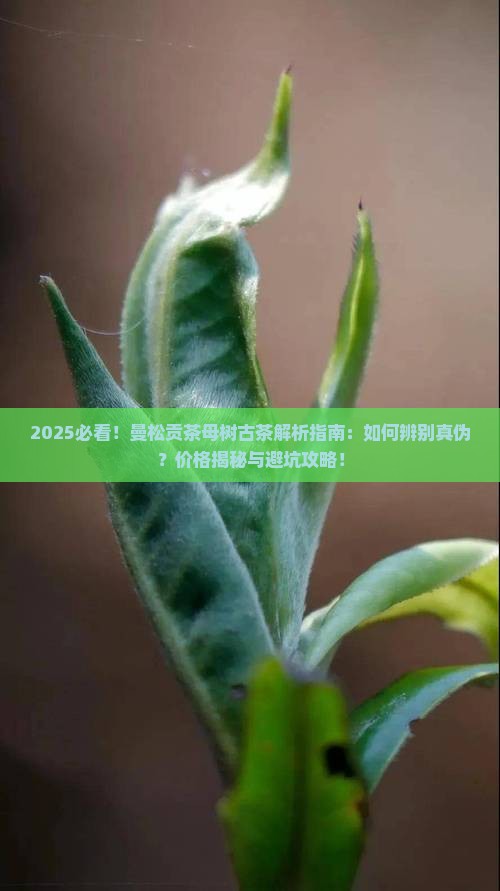 曼松贡茶母树古茶