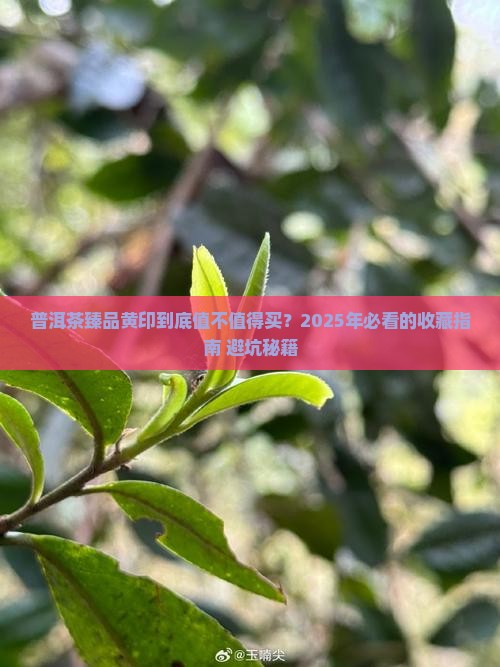 普洱茶臻品黄印