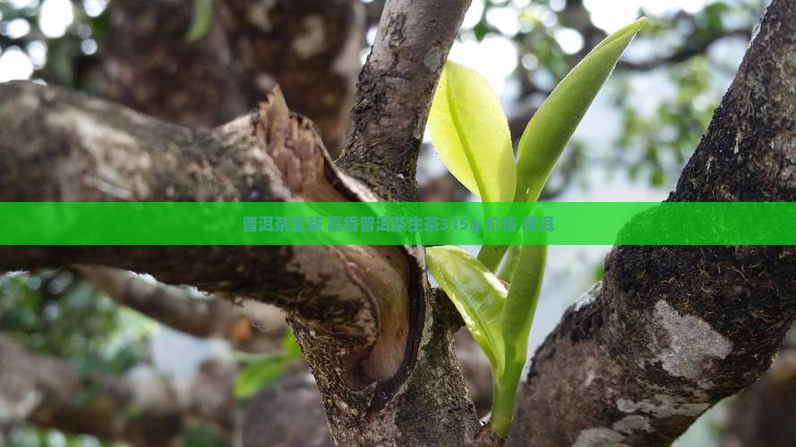 高香普洱茶生茶315g