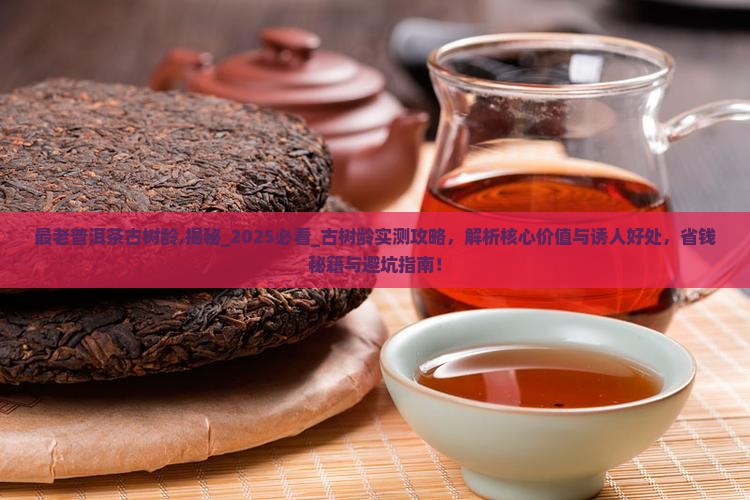 最老普洱茶古树龄