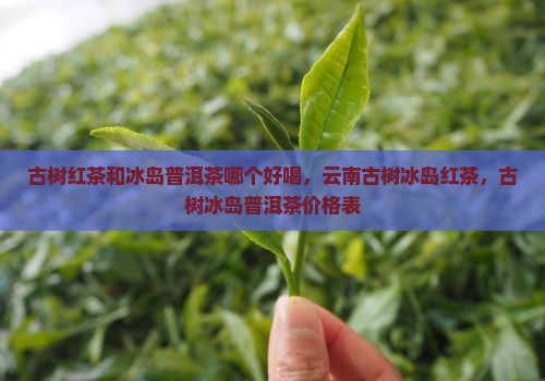 古树红茶和冰岛普洱茶哪个好