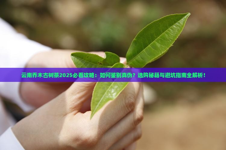 云南乔木古树茶 云南乔木古树茶