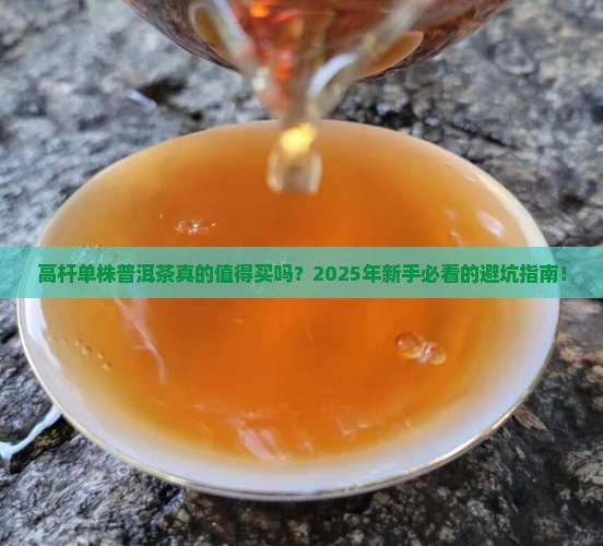 高杆单株普洱茶