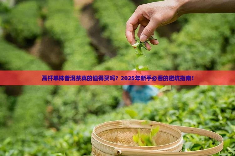 高杆单株普洱茶