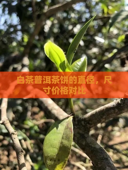 白茶普洱茶饼的直径
