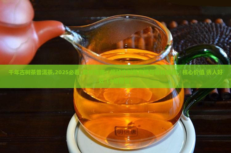 千年古树茶普洱茶