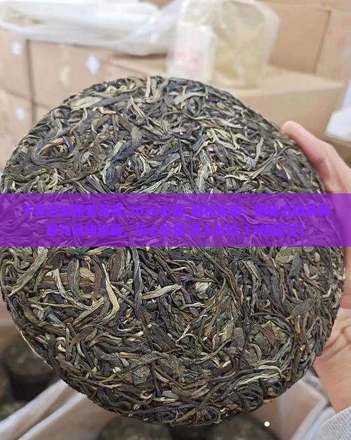 千年古树茶普洱茶