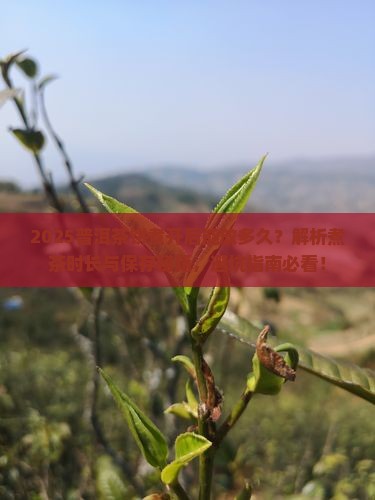 普洱茶饼煮开了可以放多久