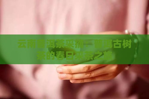 昆明普洱茶采摘