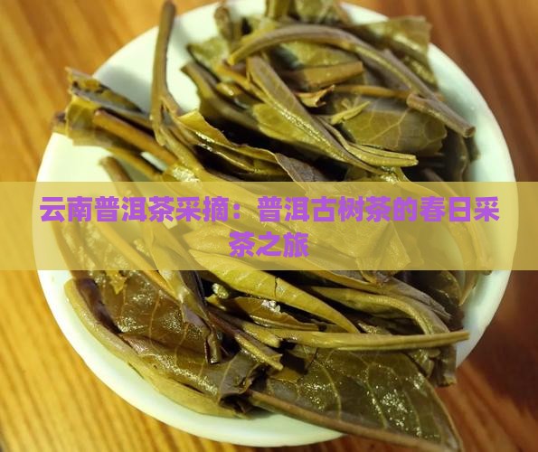 昆明普洱茶采摘