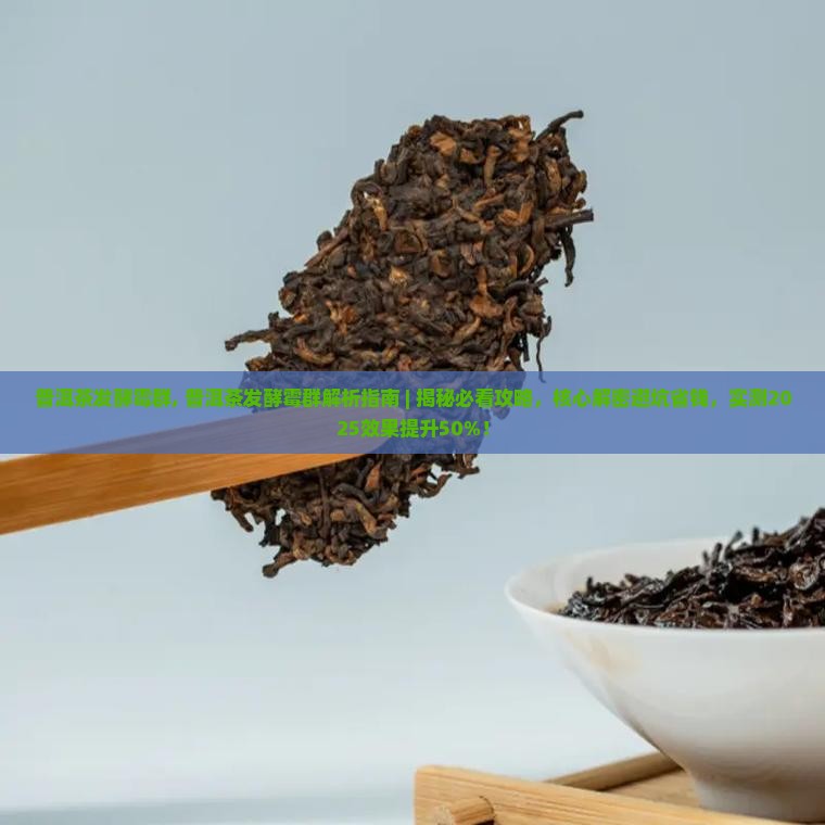普洱茶发酵霉群