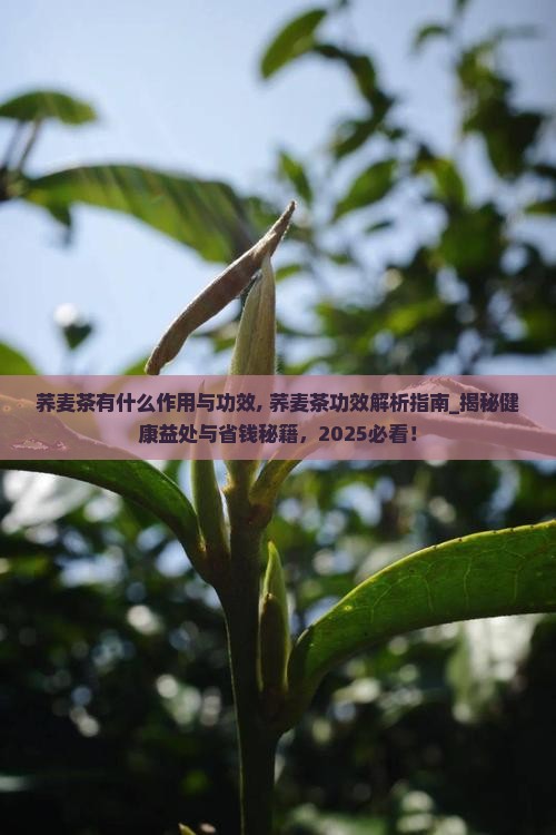 荞麦茶有什么作用与功效 荞麦茶有什么作用与功效