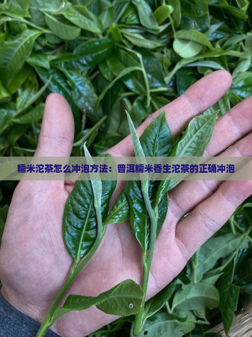 糯米香生沱茶怎么泡