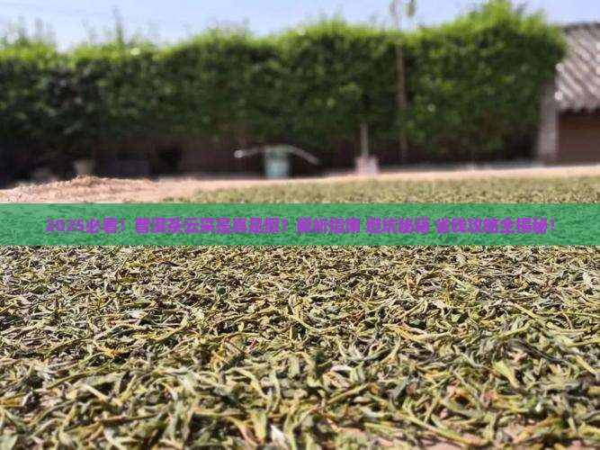普洱茶云采是什么意思