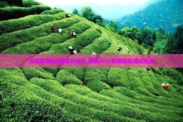 高端普洱茶招商条件好嘛