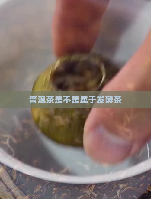 普洱茶是不是属于发酵茶