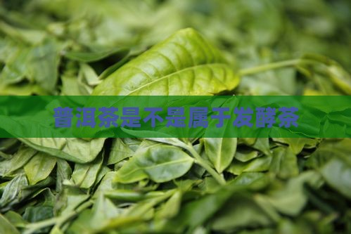 普洱茶是不是属于发酵茶