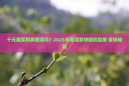 十元左右的普洱茶饼