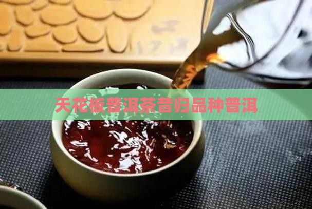 天花板普洱茶昔归