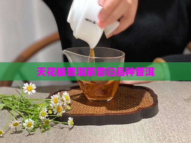天花板普洱茶昔归