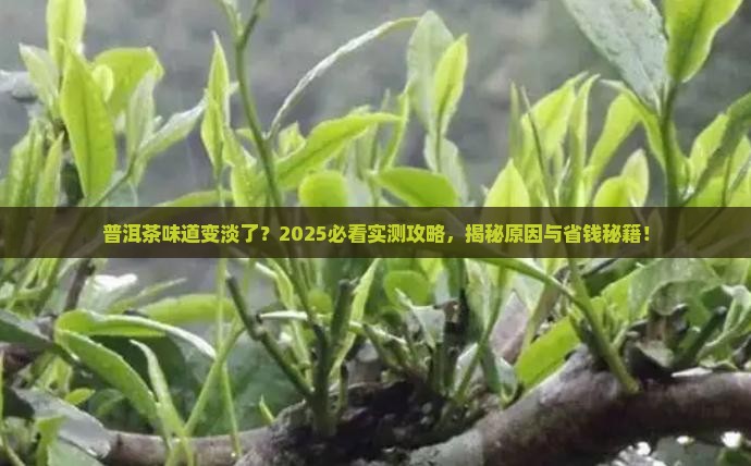 普洱茶为什么味道变淡了