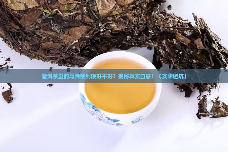 普洱茶里的马蹄梗好不