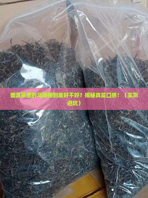 普洱茶里的马蹄梗好不