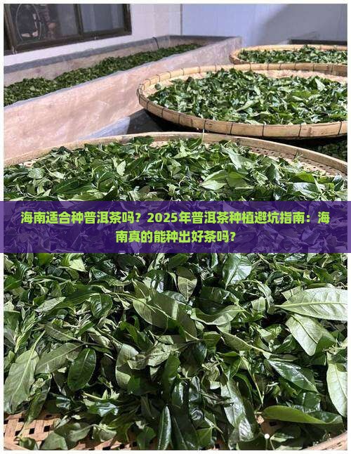 海南适合种普洱茶吗