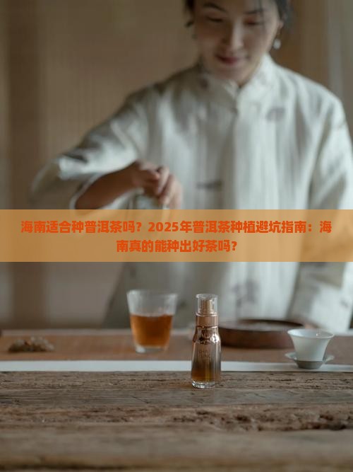 海南适合种普洱茶吗