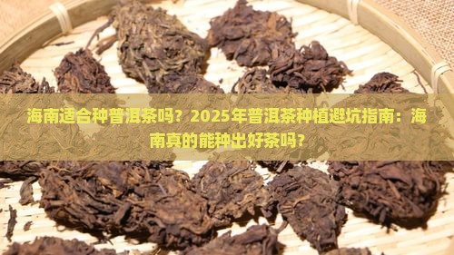 海南适合种普洱茶吗