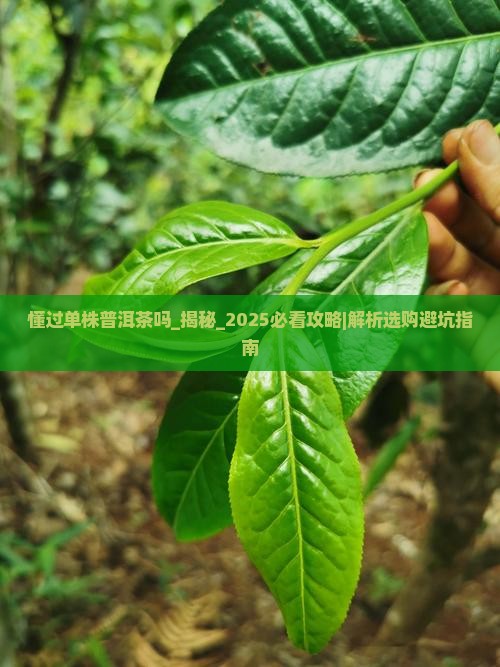 懂过单株普洱茶吗