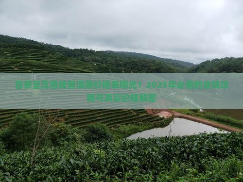 百茶堂沉香牌普洱茶价格表