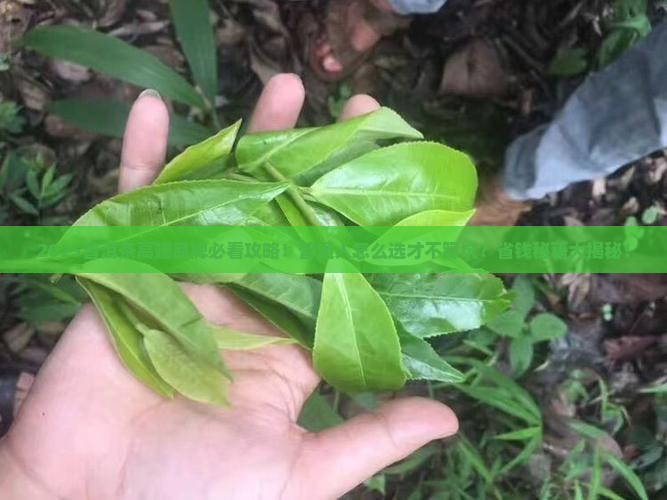 普洱茶现在有哪些高端品牌