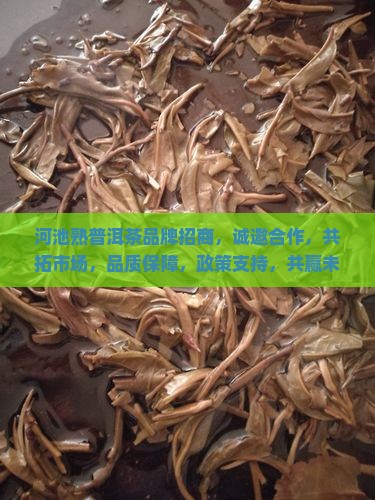 河池熟普洱茶品牌招商 河池熟普洱茶品牌招商