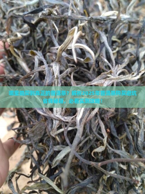 哪里能买到真正的普洱茶
