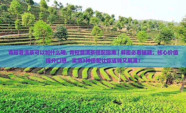 青柑普洱茶可以加什么喝