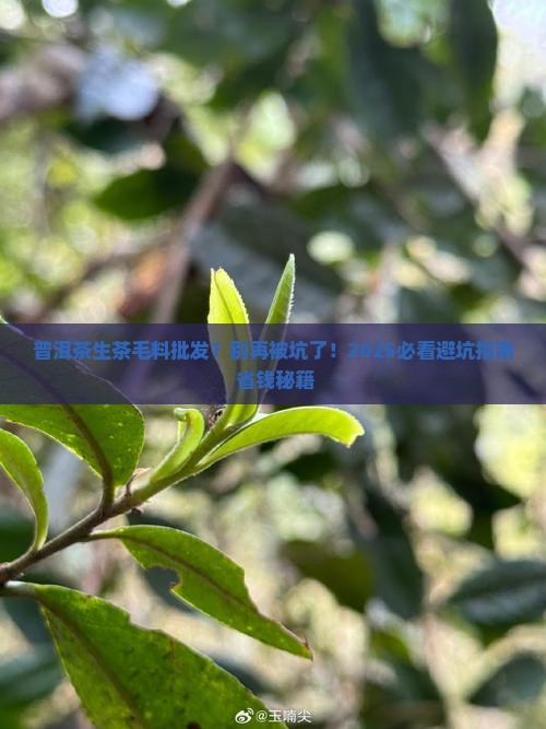 普洱茶生茶毛料批发