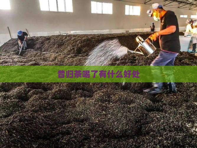 昔归茶喝了有什么好处
