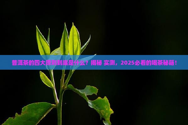 普洱茶的四大原则是指哪些