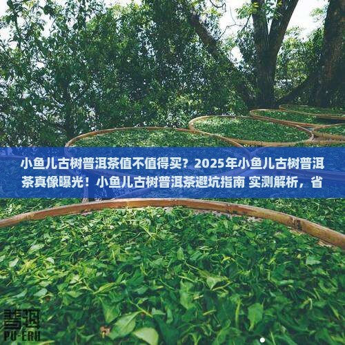 小鱼儿古树普洱茶