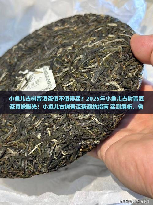 小鱼儿古树普洱茶