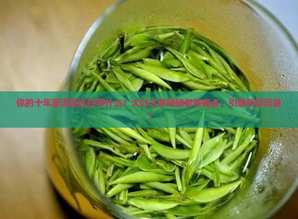 大叶之家十年普洱茶