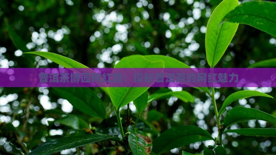普洱茶博园网红路