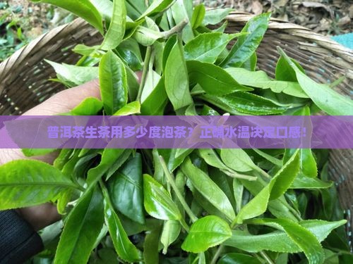 普洱茶生茶用多少度泡茶