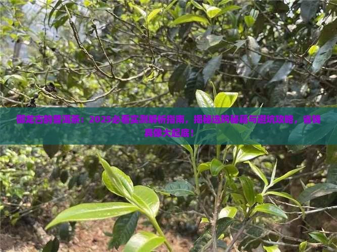 御龙古韵普洱茶 御龙古韵普洱茶