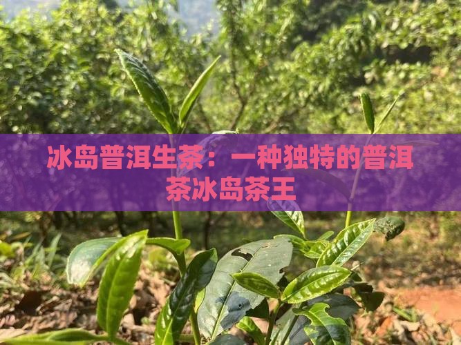 冰岛普洱生茶普洱茶冰岛茶王
