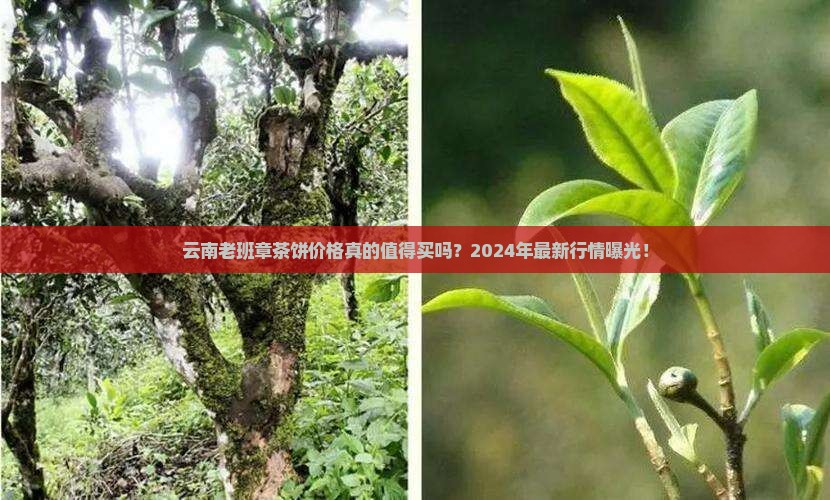 云南老班章茶饼价格