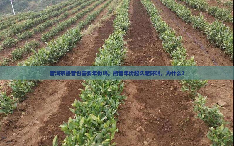 普洱茶熟普也需要年份吗
