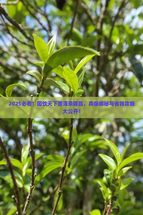 国饮天下普洱茶隆昌